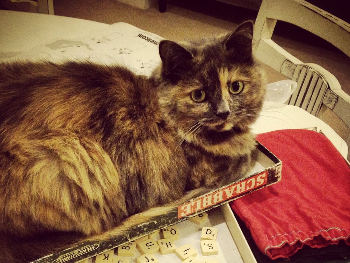 How To Dispose Of A Dead Pet Is Taxidermy The Very Best Option