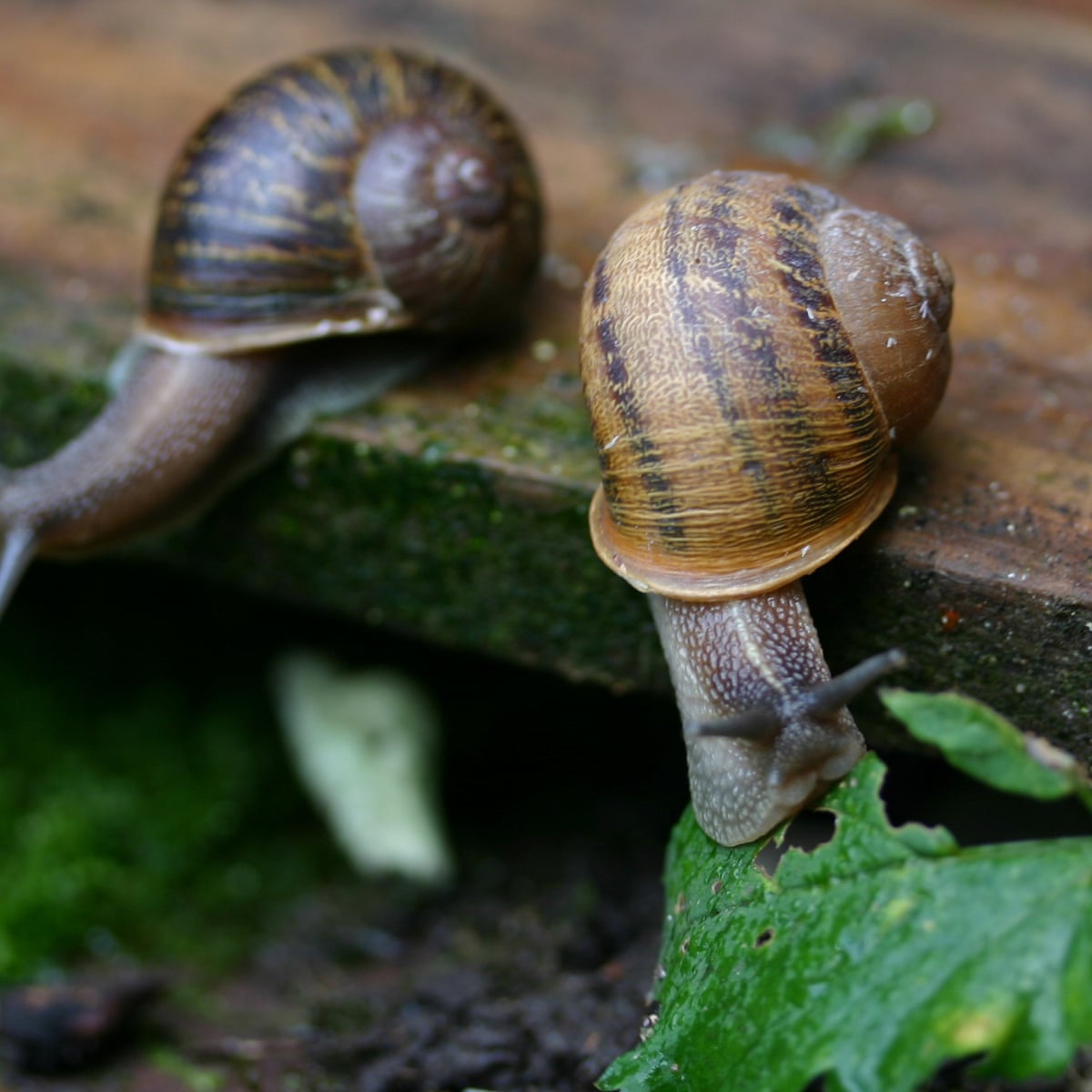Snail In The Coffin Left Coiling Mollusc Jeremy Dies After Finding Love Animals The Guardian Snail In The Coffin Left Coiling Mollusc Jeremy Dies After Finding Love Animals The Guardian