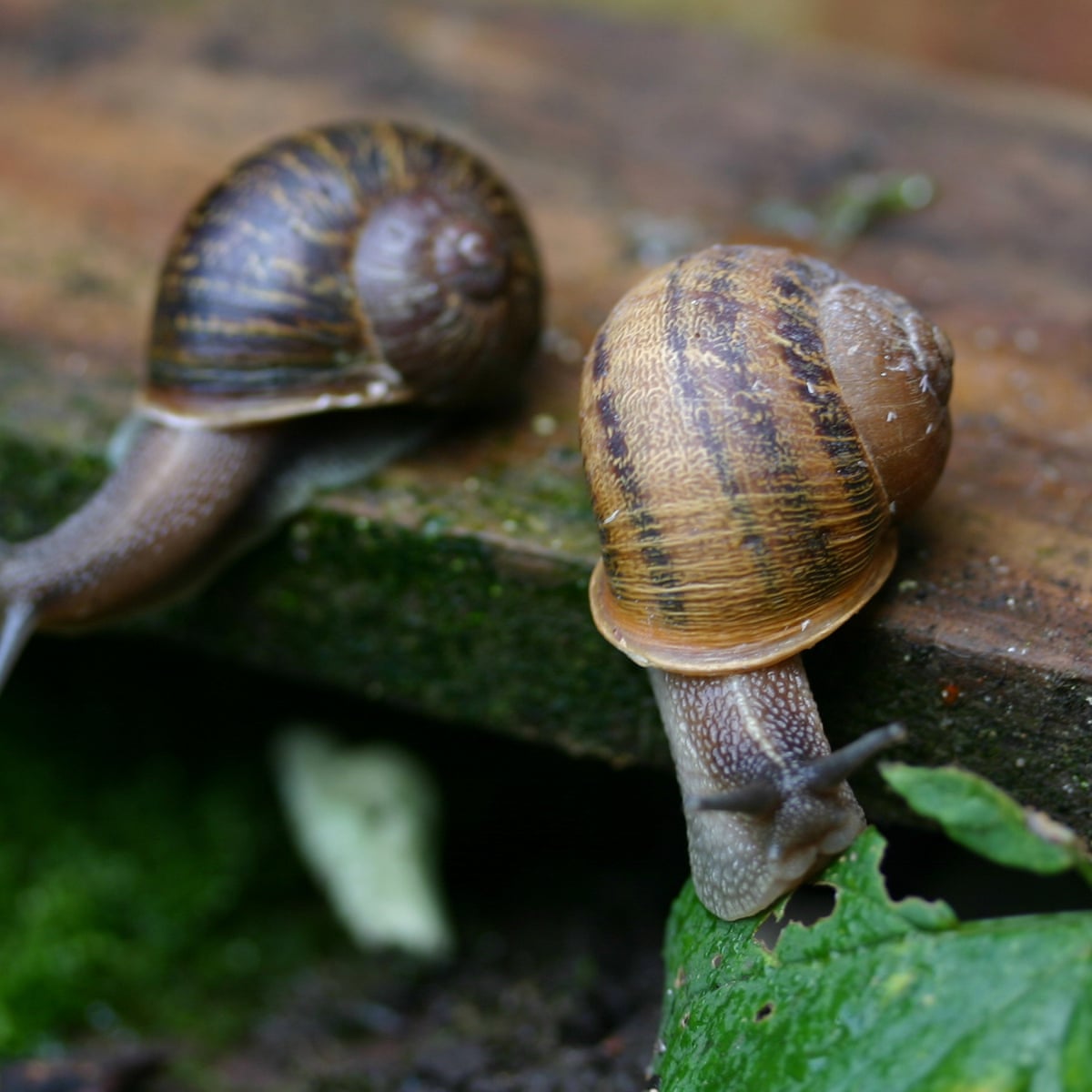 Are Snail Slime Products Worth Shelling Out For Fashion The Guardian Are Snail Slime Products Worth Shelling Out For Fashion The Guardian
