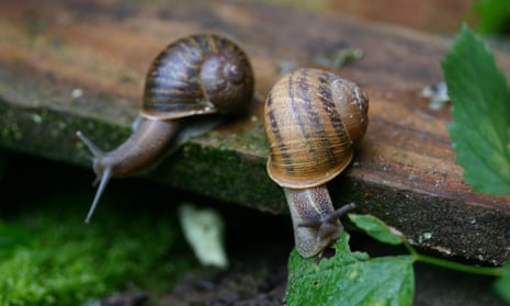 Slow but not very sure … two snails in waiting.
