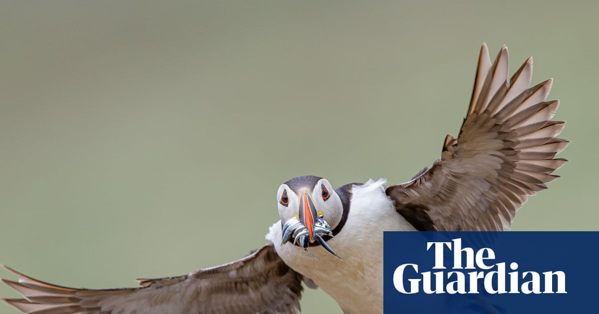 Week in wildlife: a froggy lunch, a surf-loving penguin and an ambitious treehopper