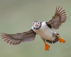Wildlife Photographers Capture Frog Lunch, Surfing Penguin