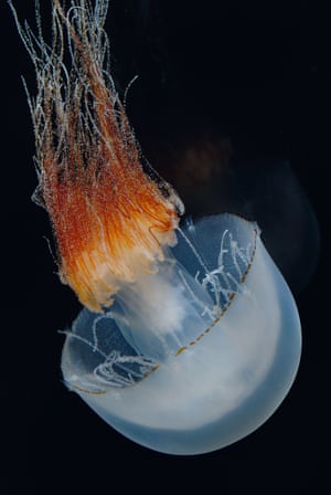 A young Nemopilema nomurai medusa