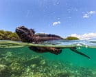 Galápagos Animals Offer Clues to El Niño's Climate Impact