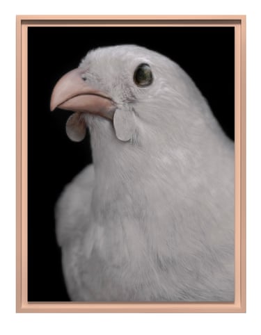 A framed kōkako