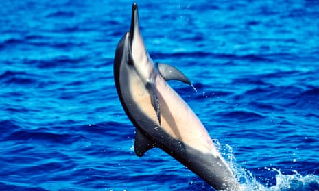 A spinner dolphin jumps out of the water off Hawaii.