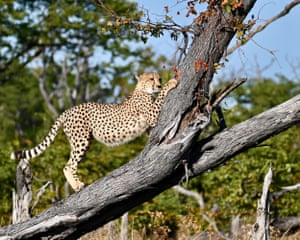 Moremi game reserve, Botswana ‘Every cat needs a scratching post.’