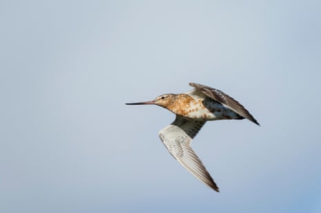 A bar-tailed godwit flying against a blue sky showing its transition from summer to winter plumage
