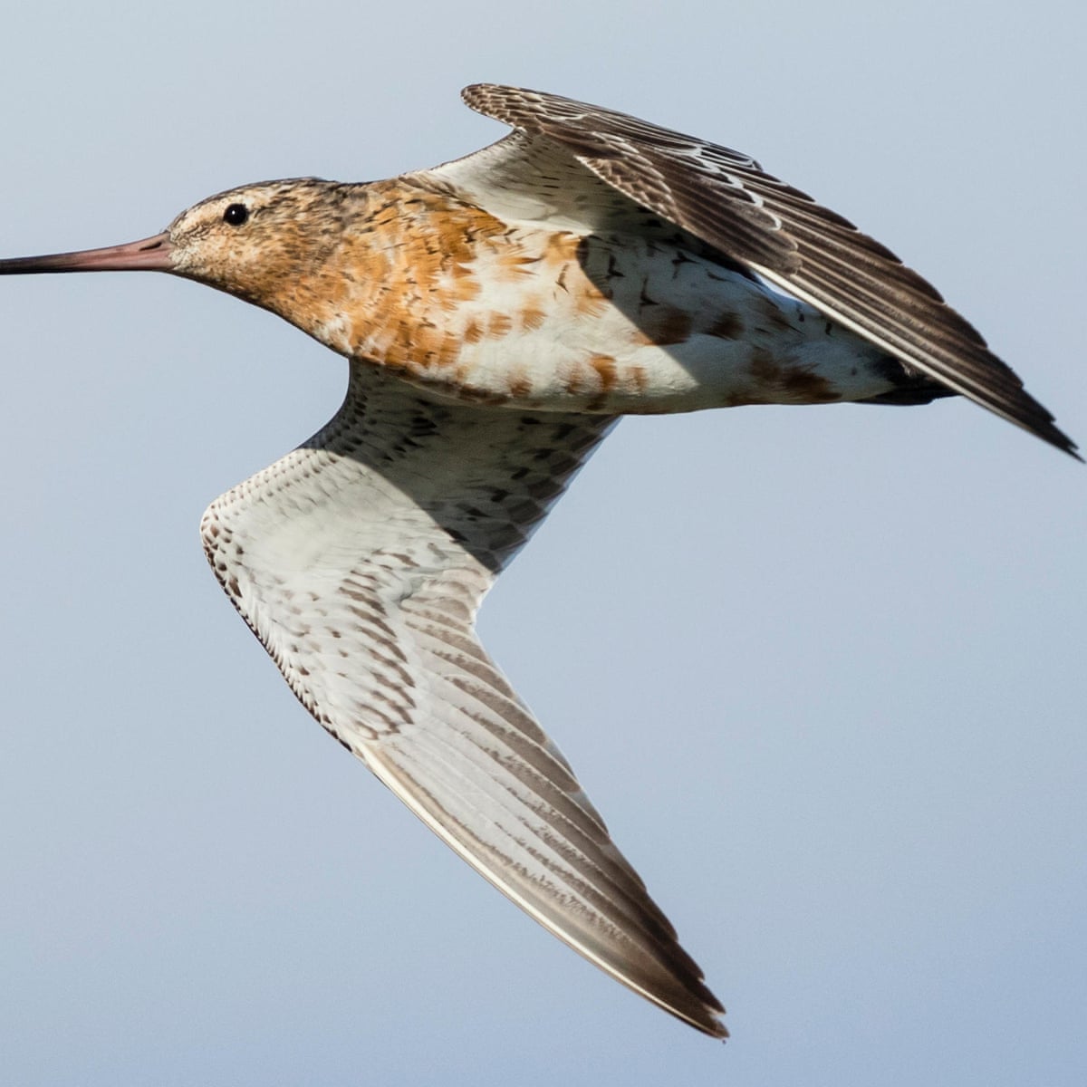 Bar Tailed Godwit In Flight