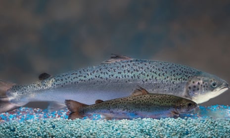 This undated photo provided by AquaBounty Technologies shows two same-age salmon, a genetically modified salmon, rear, and a non-genetically modified salmon, foreground.