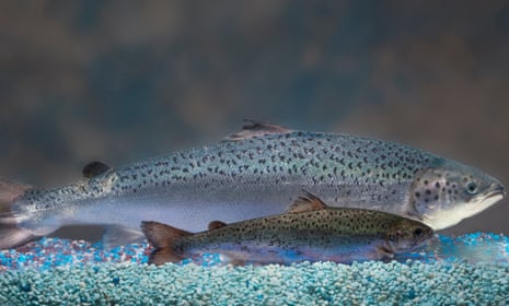 This undated photo provided by AquaBounty reportedly shows two same-age salmon, a genetically modified salmon, rear, and a non-genetically modified salmon, foreground.
