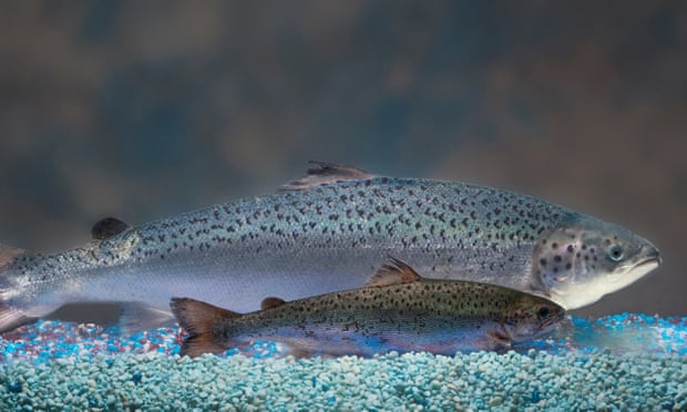 One of AquaBounty’s genetically engineered salmon behind a regular salmon of the same age.