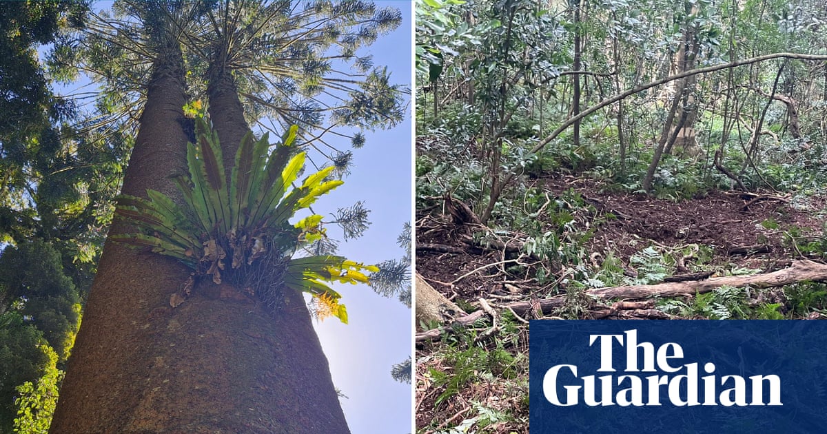 Rainforests, rivers and sacred sites ripped to shreds' by feral pigs, Queensland traditional owners warn