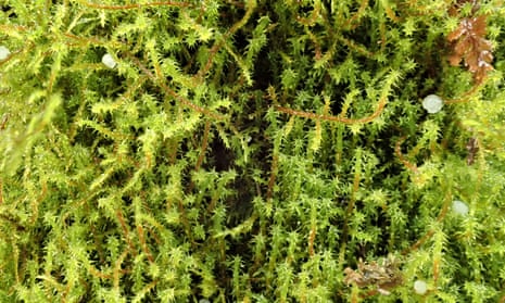 Springy turf-moss (Rhytidiadelphus squarrosus).