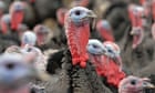 Bird flu is a real pandemic threat. Are we prepared for the worst? | Devi Sridhar