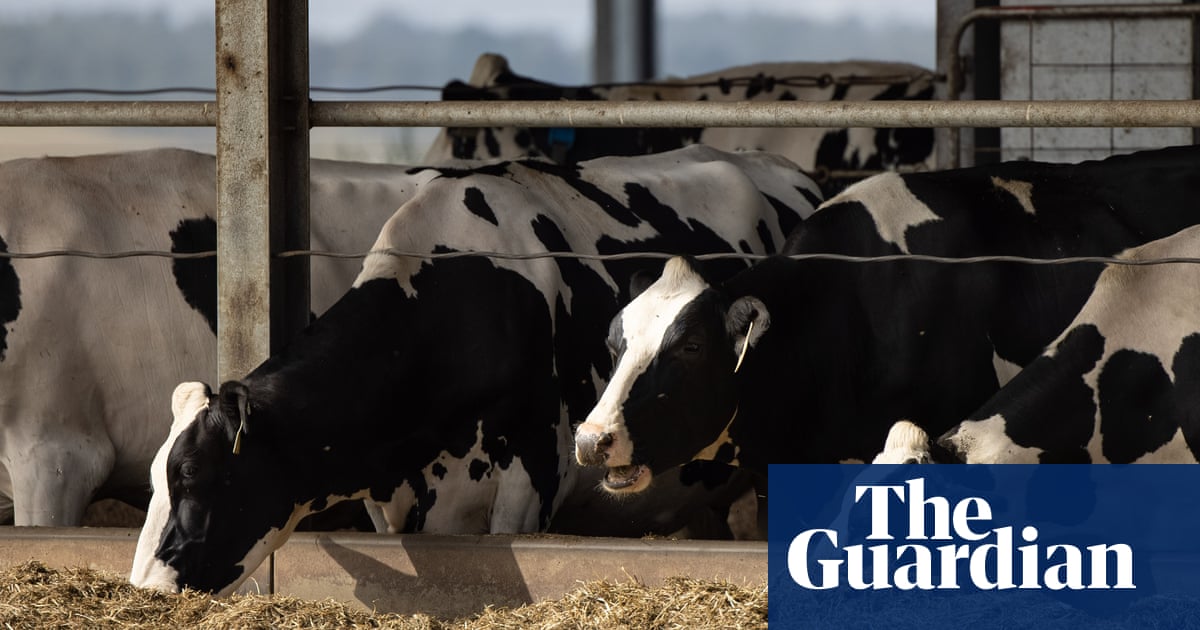 ‘How the hell is that fair?’ Australian dairy farmers say milk price offer won’t cover rising costs