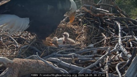 Screengrab of nan livestream of nan nest, showing an eagle tending to nan chicks