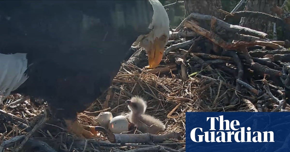 Hatchings of two California bald eagle chicks delight vast livestream audience