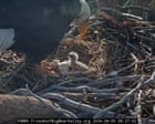 Hatchings of two California bald eagle chicks delight vast livestream audience