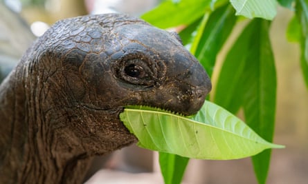 Closeup of the head of a giant tortoise eating a leaf