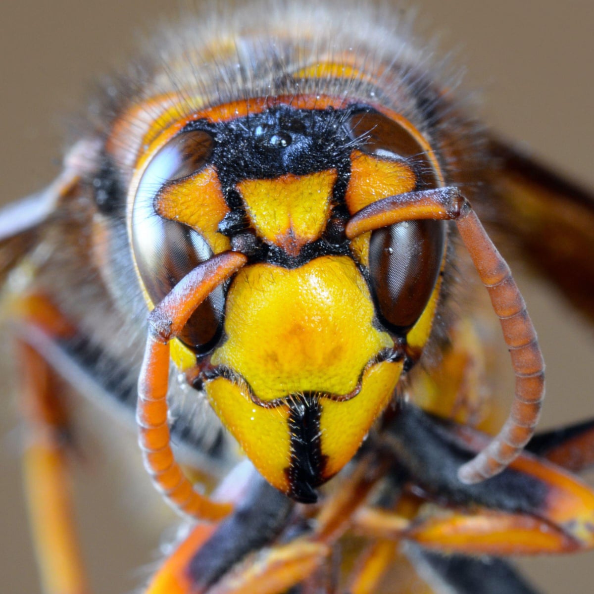 Murder Hornets Race To Protect North America S Honeybees From Giant Invader Insects The Guardian Murder Hornets Race To Protect North America S Honeybees From Giant Invader Insects The Guardian