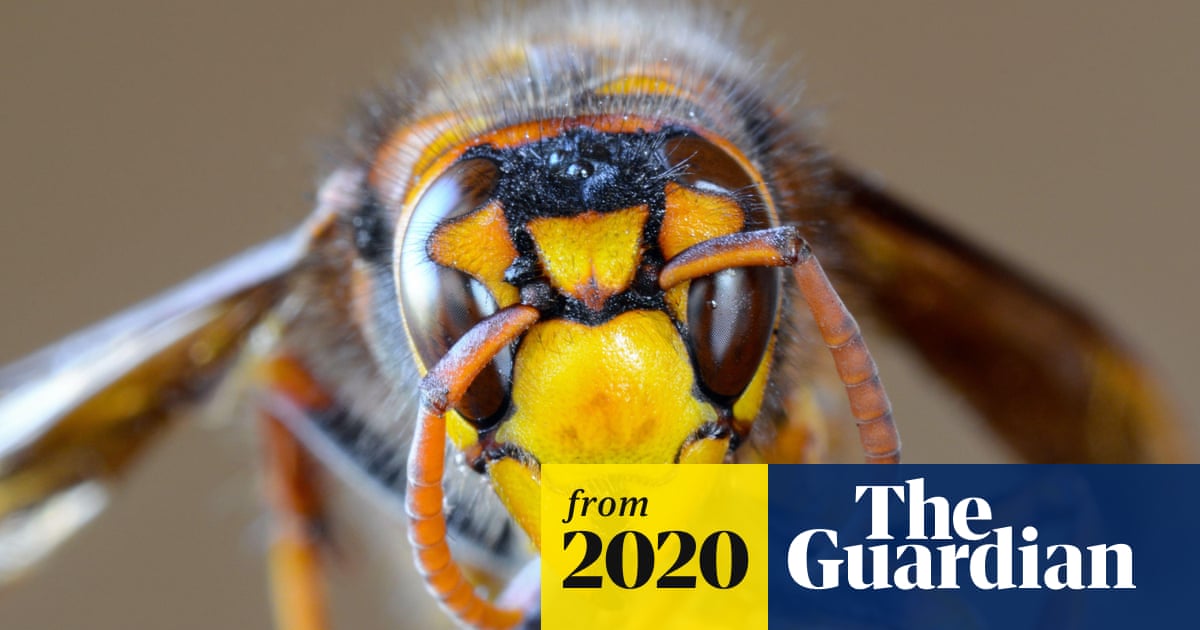 Can Murder Hornets Survive Cold Weather: Shocking Truth Revealed