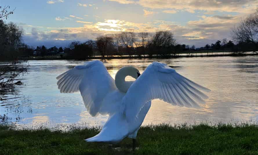 A swan stretching its wings by the Thames at Benson, Oxfordshire.