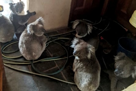 Rescued koalas in a home in Cudlee Creek, South Australia