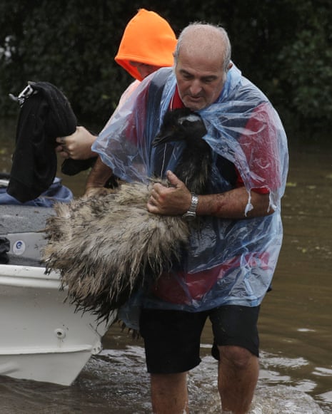 Paul Zammit carrying his pet emu, Gookie, after rescuing her from flood water.