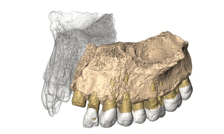 An illustration of how the fragment of jaw may have matched with its missing half.