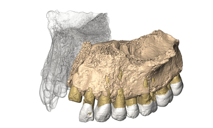 Oldest Known Human Fossil Outside Africa Discovered In Israel Evolution The Guardian Oldest Known Human Fossil Outside Africa Discovered In Israel Evolution The Guardian