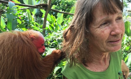 A bald-headed uakari monkey grooms Gudrun Sperrer, founder of the Pilpintuwasi Animal Orphanage
