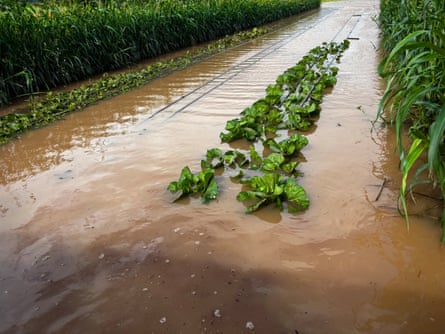 Crops planted in a row are submerged in water.