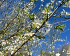 Country diary: The miracle of bursting buds – tiny yet astoundingly powerful | Amy-Jane Beer