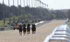 Talking Horses: Teumessias Fox can end on a high after synthetic switch
