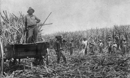 South Sea Islander labourers loading cut sugar cane into a wagon Queensland.
