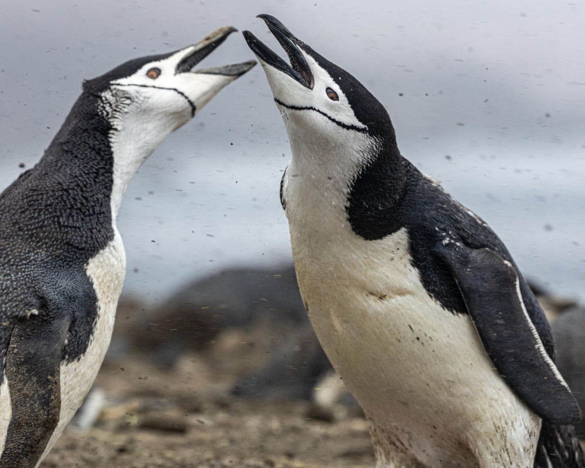World's largest penguin colony plunges by two-thirds