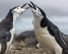 World’s largest penguin colony suffers ‘enormous population crash’