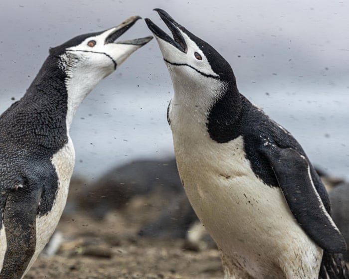 World’s largest penguin colony suffers ‘enormous population crash’