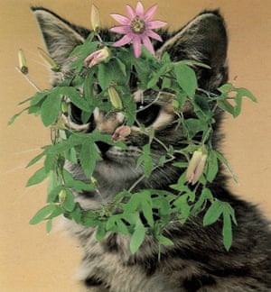 A collage of a cat with plants on its head by Stephen Eichhorn