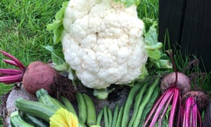 cauliflower from allotment callout 2019
