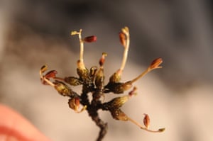 3. Doomed by a hydroelectric dam? New âorchidâ discovered in a waterfall