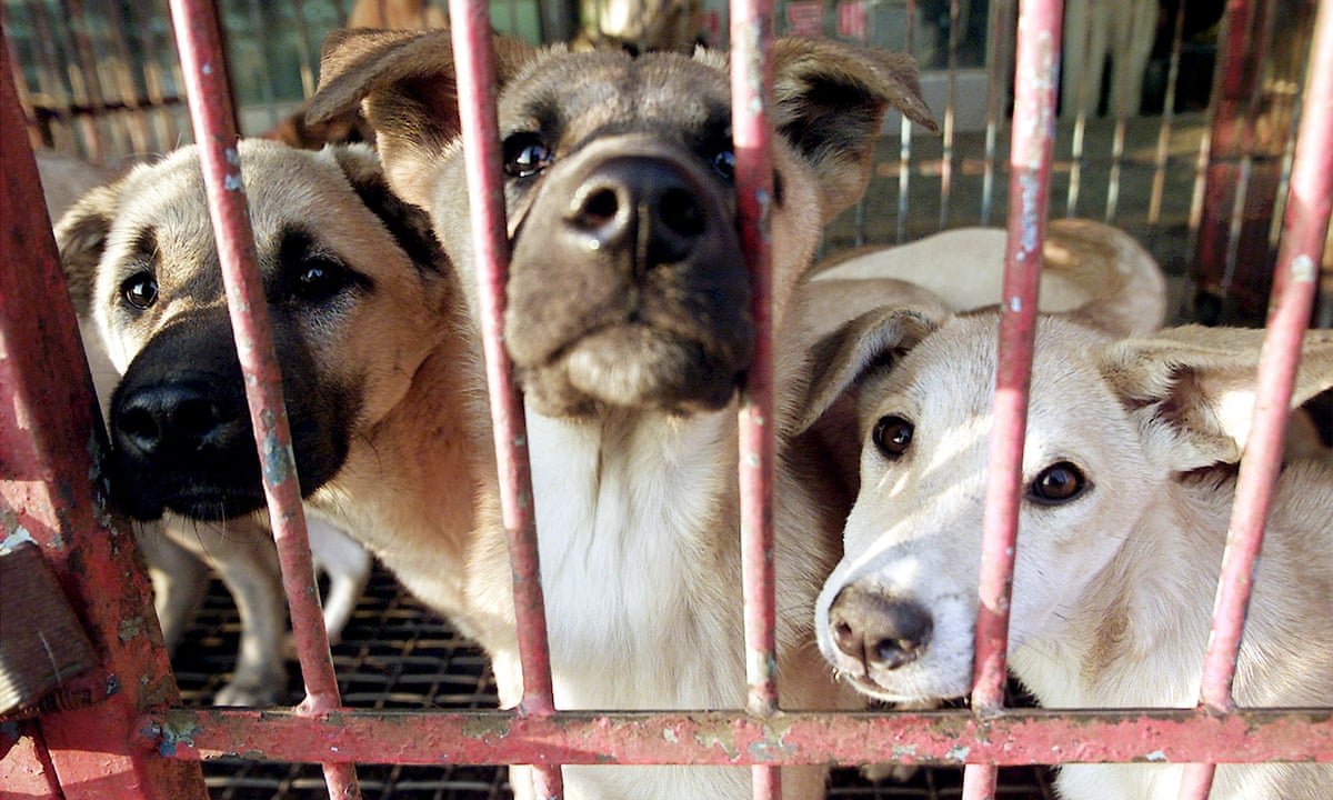 South Korea closes biggest dog meat market in run-up to Olympics | South Korea | The Guardian
