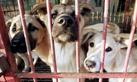 Dogs are kept in a cage waiting to be sold at a dog meat shop in Songnam, about 50 km (30 miles) south of Seoul.