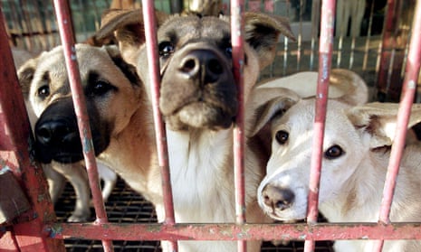 Dogs are kept in a cage before they are slaughtered in Seongnam in South Korea.