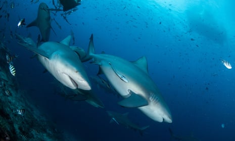 Bull shark in Fiji. A recent study has shown that bull sharks can form preferences for other shark ‘friends’.