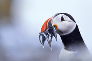 Young OPOTY: Alicia Hayden (UK) Puffin, Isle of May, Scotland
