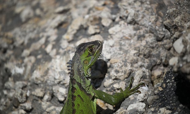 Iguanas, as it turns out, are susceptible to freezing once temperatures drop to around 40F. Iguanas, as it turns out, are susceptible to freezing once temperatures drop to around 40F.