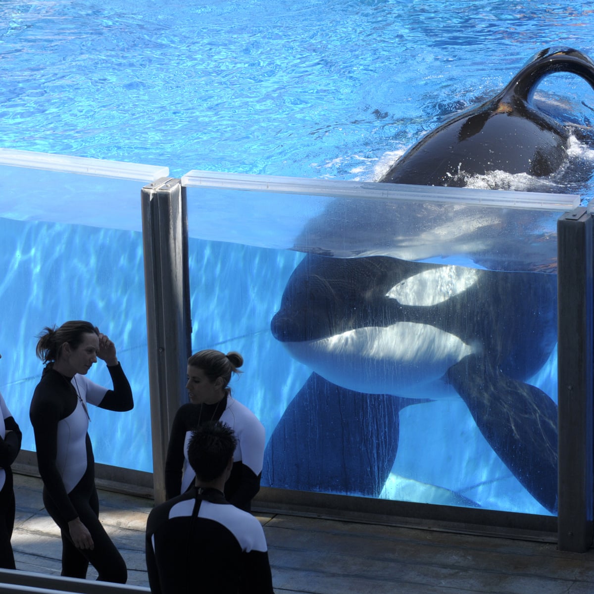 Dawn tilikum kills Killer whale