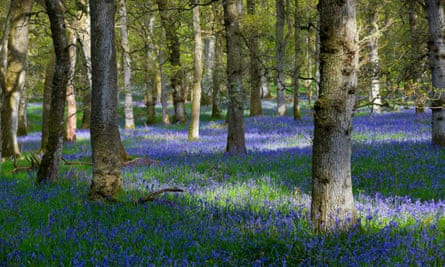 Kinclaven bluebell wood.